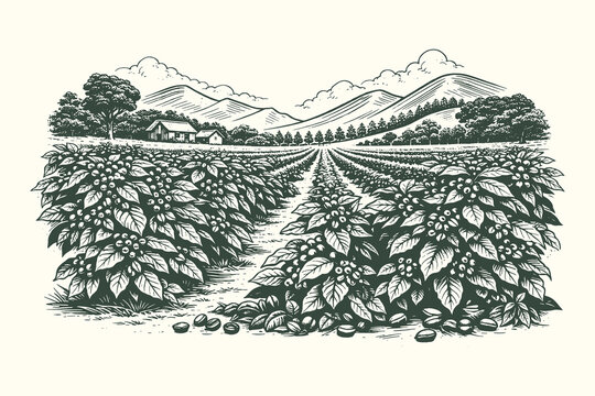 Organic coffee plantation field with berries and mountain background, vintage hand-drawn line art engraving vector illustration for agriculture theme.