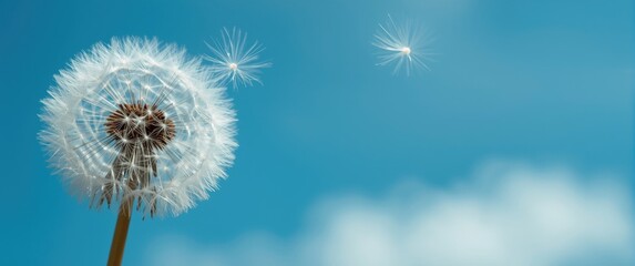 Obraz premium Detailed shot of beautiful dandelion seeds blowing in a sky-blue and turquoise setting, capturing nature and love