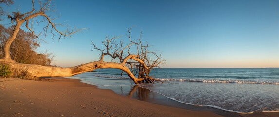 Tree fallen on the beach at Weststrand, Fischland-Darss peninsula, Germany