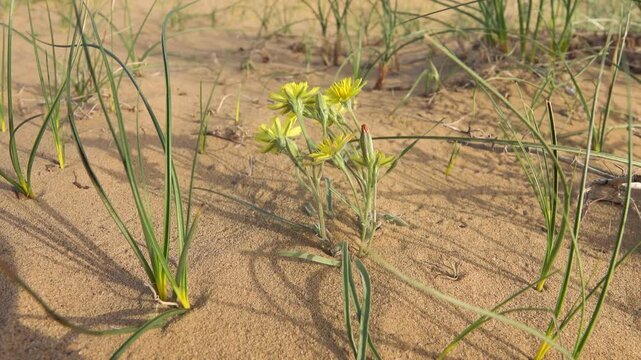 Serpent root Scorzonera tuberosa sandy slopes as part of desert-steppe communities. Areg. Spring in the White Desert (Akkum), where the Aral Sea once stood. Carex arenaria around