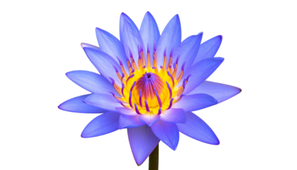 A close-up of a blooming aquatic flower with gradient blue petals and yellow center
