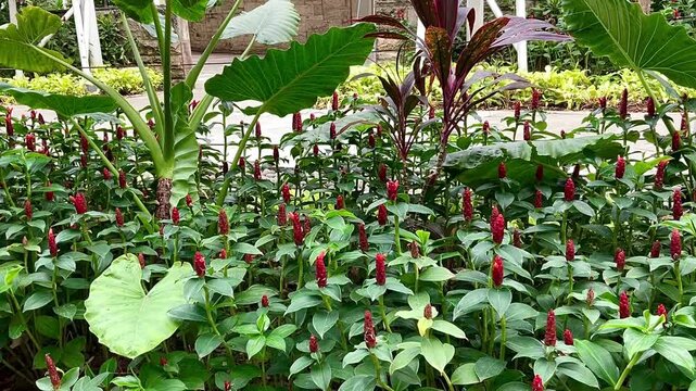 Costus spicatus also known as spiked spiralflag ginger or Indian head ginger is a species of herbaceous plant in the Costaceae family in the tropical garden