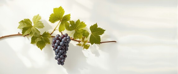 Obraz premium White background with a branch of grape vine