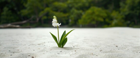 Fototapeta premium White sand beach with a lone muguet flower surrounded by vibrant green forest