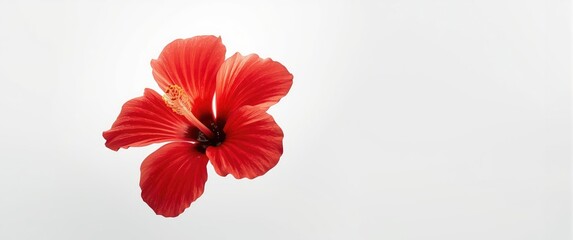 Single Red hibiscus flower on a white background