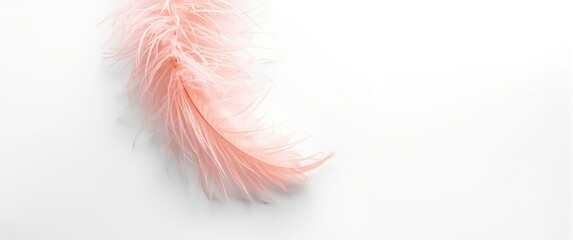 Obraz premium Pink feather, big size, on white backdrop