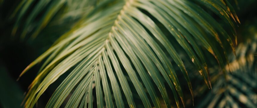 Palm green leaf with line texture background