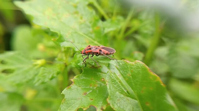 bug on leaf
