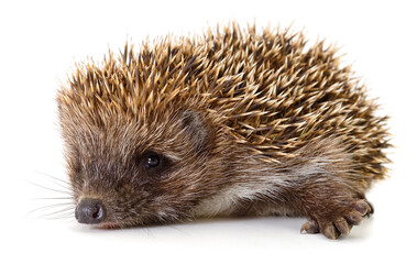 Small hedgehog isolated on white background © olhastock