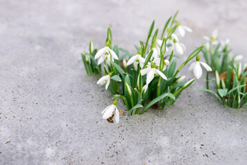White snowdrop flowers blooming in spring snow with a bee