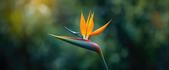 Beautiful Blossom Bird Paradise Flower