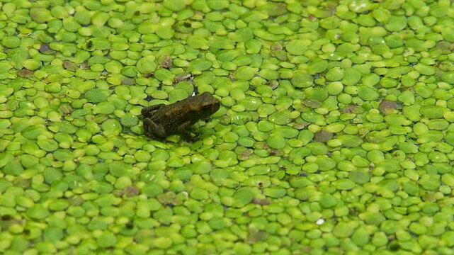 Young Toad (Bufo bufo) Leaving Pond at Sunrise in Summer, Top View Close-Up, Cologne, North Rhine-Westphalia, Germany