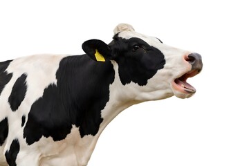 Holstein Cow Mooing &ndash; Side Profile with Open Mouth and Yellow Ear Tag on White Background