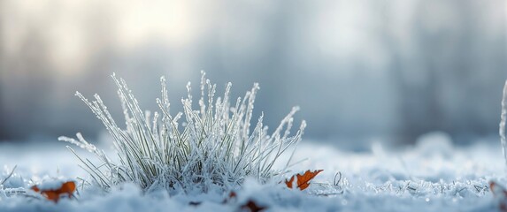 Winter scene with frosted grass captured in macro photography