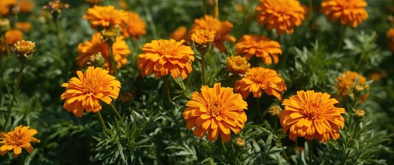 Orange tagetes flowers in the garden