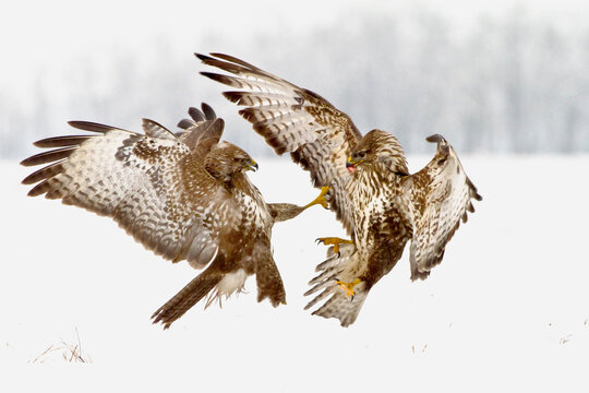 Buzzard air battle