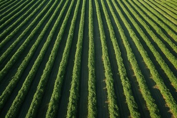 Naklejka premium Green agriculture field showing symmetrical rows of organic crops from an aerial view