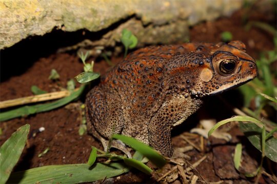 An Asian black-spined toad resting on the ground at night.