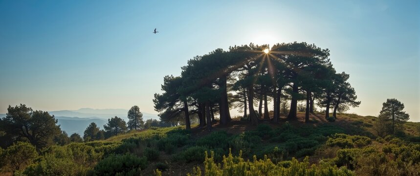 Growing Cedars of Lebanon (Cedrus Libani) at 6,000 feet elevation in the Shouf Biosphere Reserve on Jabal Barouk, Mount Lebanon