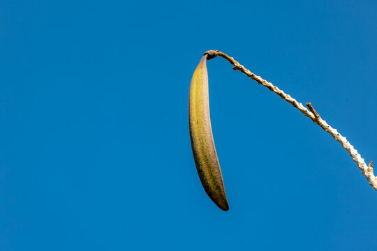 Wild edible Oroxylum indicum high on the tree with blue sky as background, Natural growth in the forest, Is a species of flowering plant belonging to the monotypic genus and the family Bignoniaceae.