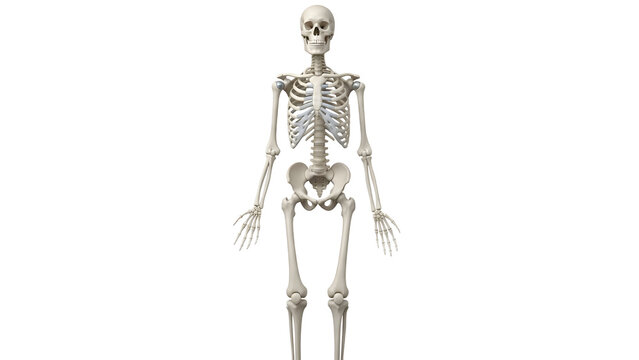 Detailed illustration of a human skeleton standing upright isolated on transparent background