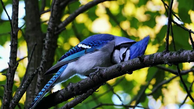 Close-up video shot of a blue jay perched on a branch, captured from a low angle. The vibrant feathers contrast with the blurred green foliage background.