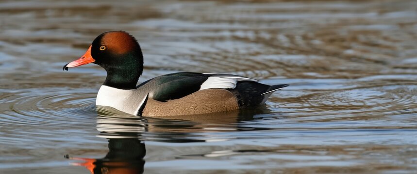 Male mergus merganser swimming on water