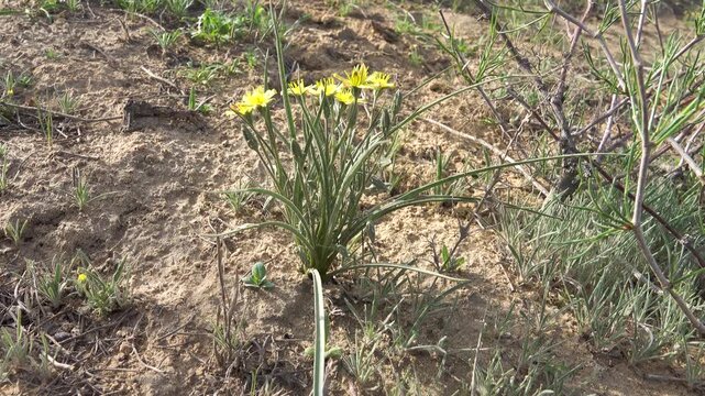 Serpent root Scorzonera tuberosa sandy slopes as part of desert-steppe communities. Areg. Spring in the White Desert (Akkum), where the Aral Sea once stood. Carex arenaria around