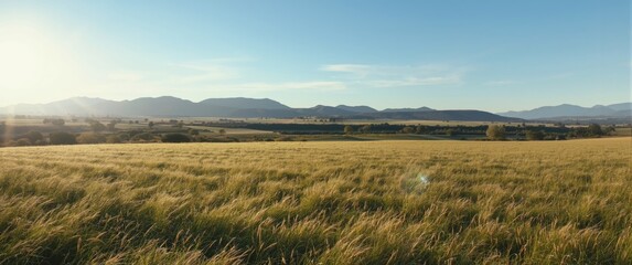 Breathtaking view of a tussock grass field with expansive hills in the background on a clear day