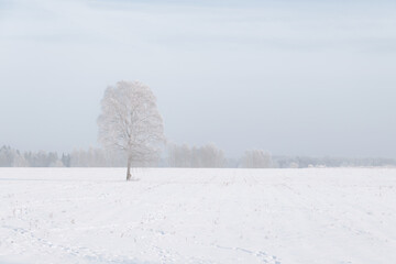 Obraz premium Lone frost-covered tree in vast snowy field under pale winter sky, minimalist rural landscape and soft fog