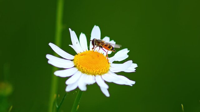 Hoverfly (Syrphidae) Feeding on Chamomile Blossom on a Sunny Summer Morning, Cologne, North Rhine-Westphalia, Germany