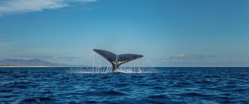 Cabo San Lucas, Mexico: Humpback whale slapping tail