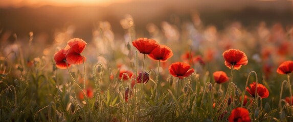 Fototapeta premium Red Poppies Blooming in Clearing: Soft Focus and Sunset Glow with Spring Flowers