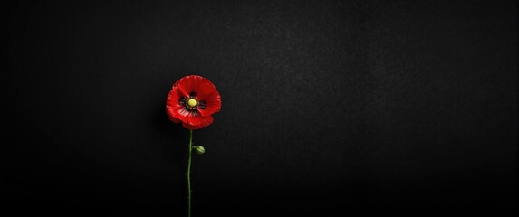 Black textured background with Poppy flower for Memorial Day, Veterans Day, Remembrance Day