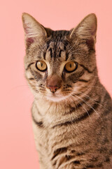 The cat head is slightly tilted. Eyes are wide and whiskers straight.