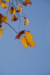 Fototapeta premium Yellow sycamore leaves on a branch against blue sky