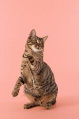The cat is seated upright with a focused gaze directed upward. Its striped fur stands out against the background.