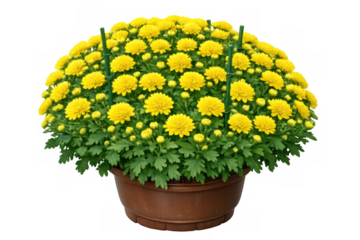 Yellow chrysanthemum plant in a brown pot, blooming with cheerful flowers and green foliage, transparent background