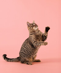 The cat's paw is slightly extended. Its ears are upright and alert.