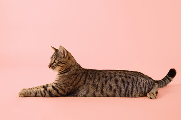 The cat stretches along the floor with relaxed posture and straight tail.