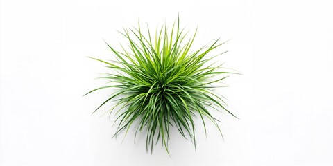Multiple slender green grass blades set against a white backdrop used as a UI background, layout element