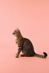 A tabby cat is seated with relaxed body posture. It looks sideways with a calm expression.
