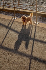 Long shadow of a dog