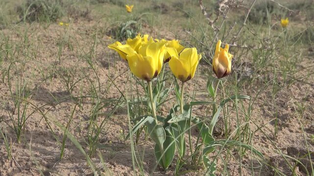 Golden tulip (Tulipa chrysantha; Tulipa lehmanniana). Areg. Spring in the White Desert (Akkum), where the Aral Sea once stood. Carex arenaria around