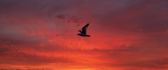 Fototapeta premium Sunset scene with a seagull in flight