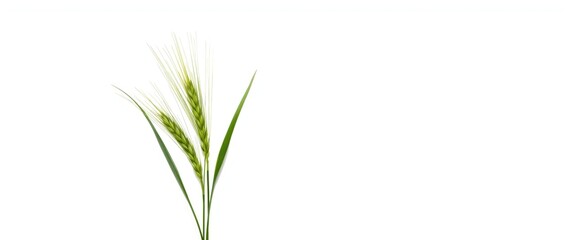 Fototapeta premium White background with green wheat illustration