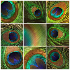 peacock feather detail in a grid with copy space in the center blurred square
