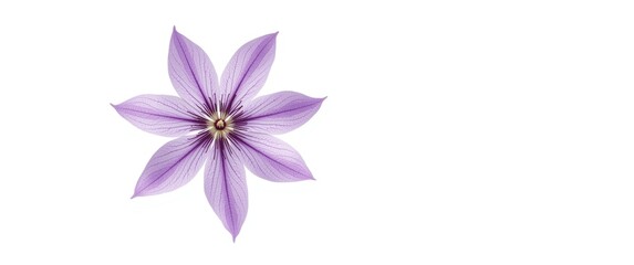 Obraz premium White background highlighting a purple clematis flower with star-shaped lavender petals