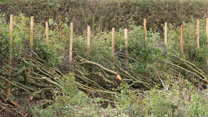 The Posts and Cut Branches of a Hedge Laying Boundary.