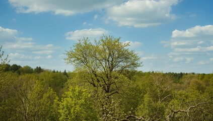 Obraz premium Springtime landscape with budding green trees, showcasing seasonal change and environmental cycles, Earth Day